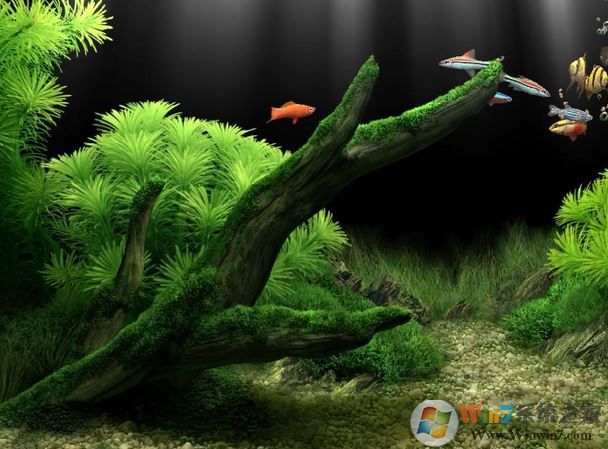 夢幻水族館屏保