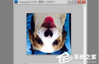 ps怎么旋轉(zhuǎn)圖片？Photoshop旋轉(zhuǎn)圖片教程