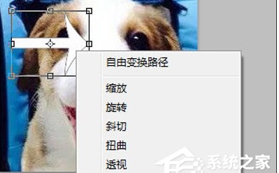 ps怎么旋轉(zhuǎn)圖片？Photoshop旋轉(zhuǎn)圖片教程